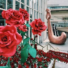 Flor del paper de dia de Sant Valentí